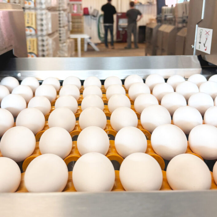 ägg, gotlandsägg, packeri